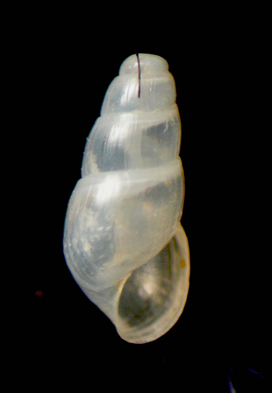 Odostomia rutor?